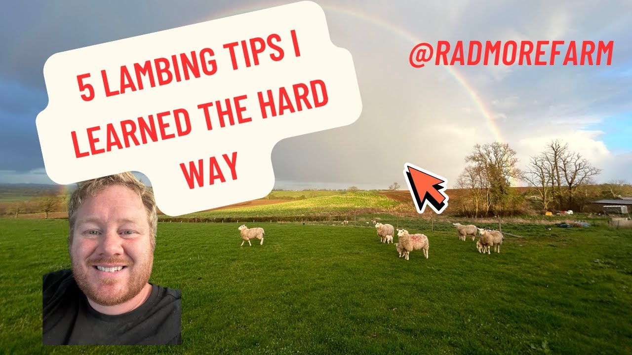 Lambing for Beginners: 5 Mistakes to Avoid (What I Learned the Hard Way)