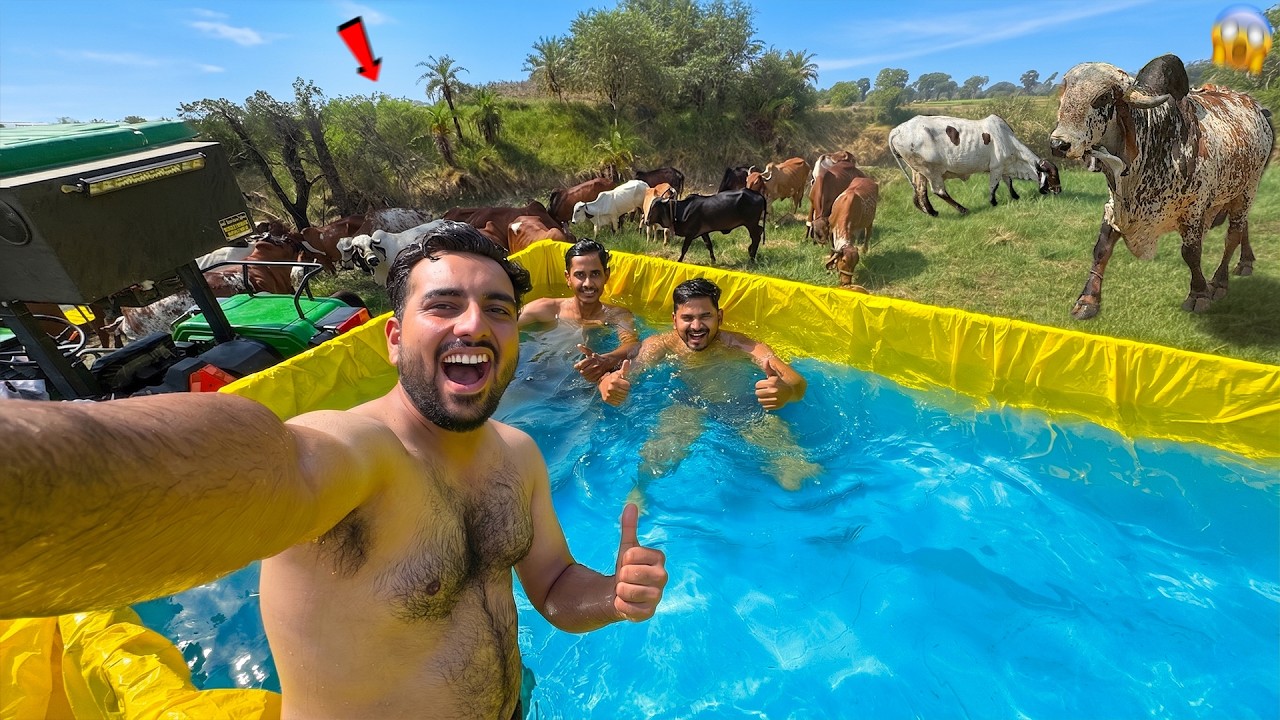 Desi Swimming Pool In Farm🏊&zwj;♂️Gaayo Ka Reaction Toh Dekho🐂😱