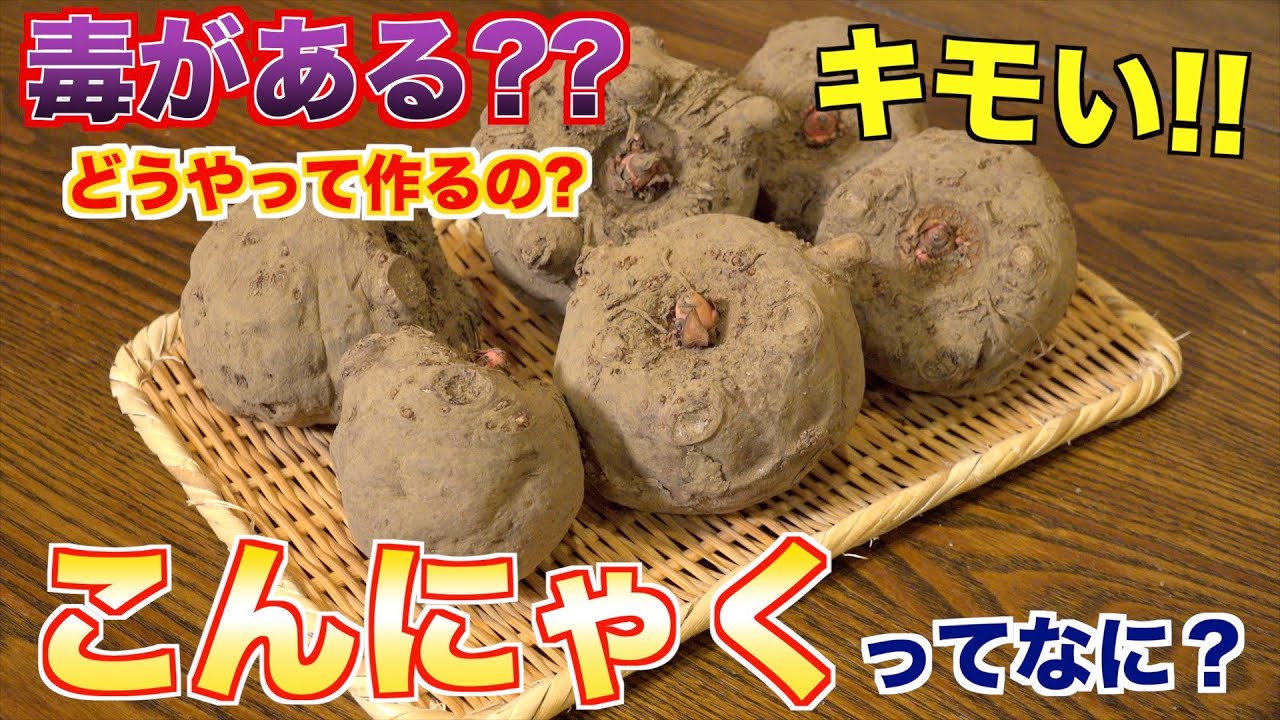 【猛毒】こんにゃく芋からこんにゃくが出来るまでが楽しすぎた！