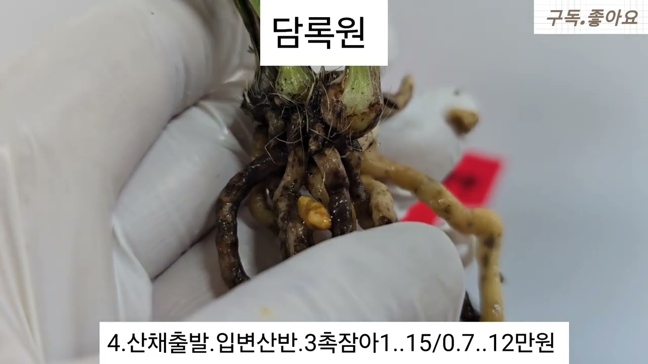 2월18일.명명품 환생(황화소심).외 10품종 