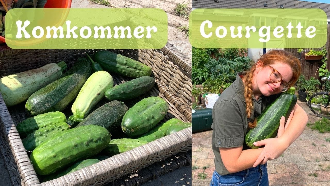 KWEEK ZELF COURGETTE & KOMKOMMER| Moestuin Tips.