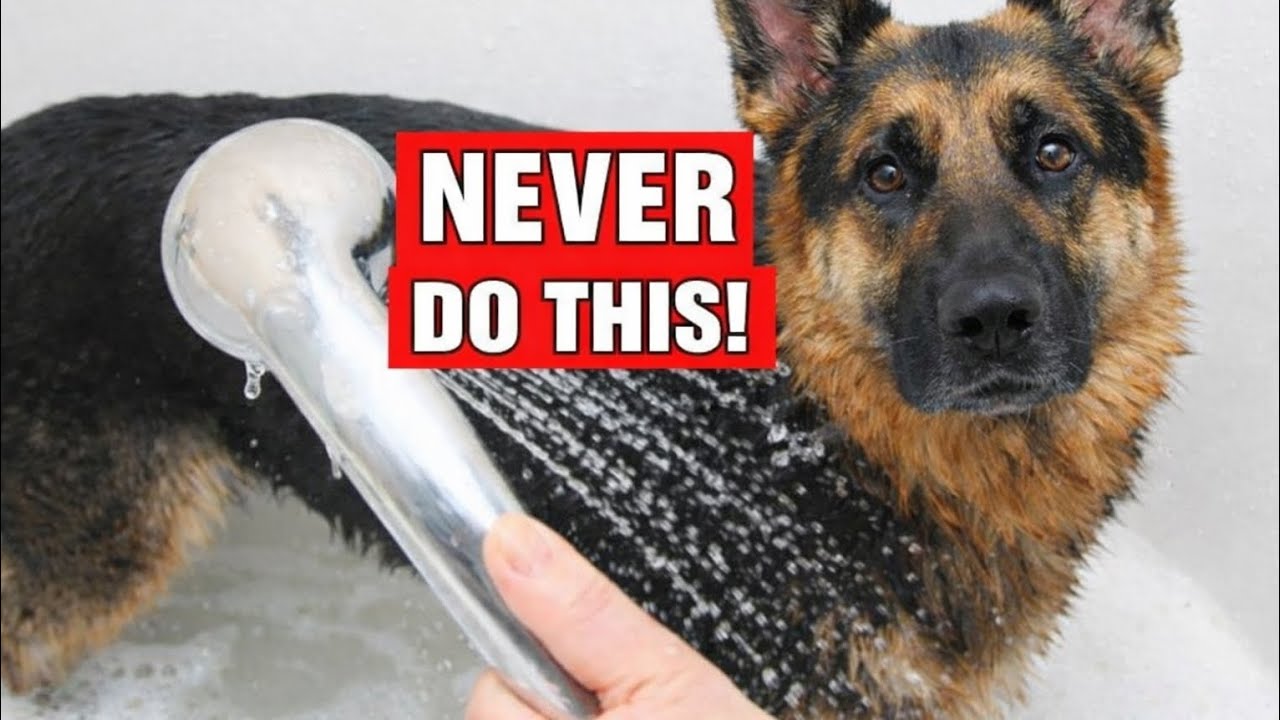 Stinky Dog! 8 Simple Ways to Keep Your German Shepherd Smelling Fresh All Day
