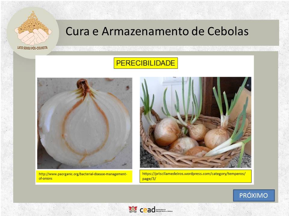 Cura e armazenamento da cebola