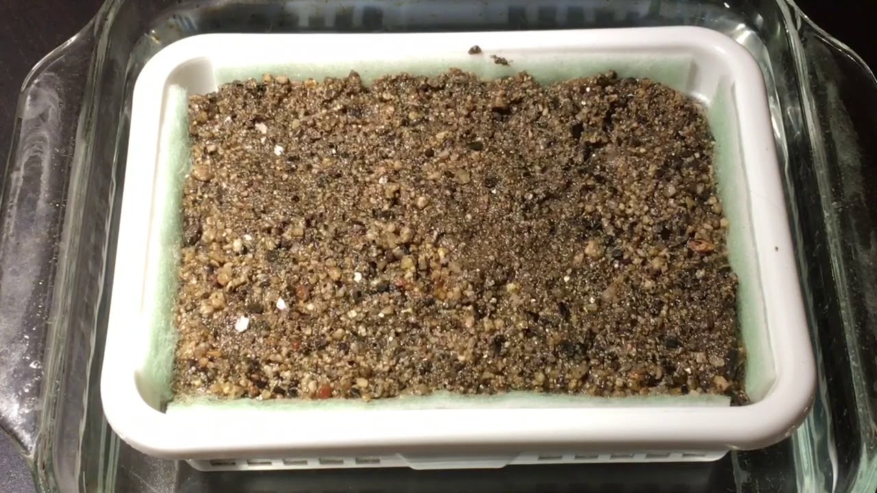 Let’s Try Something New in My Reef Tank: $50 Worth of Dirt!