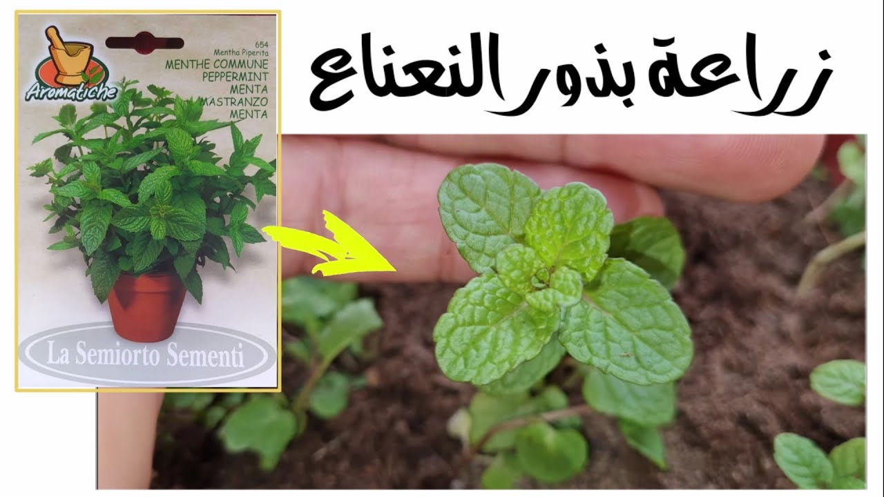 زراعة النعناع من البذرة، اسهل طريقة
