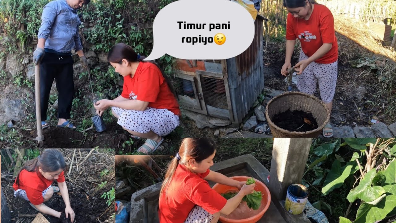 माटोसँग जोडिँदै: कृषिप्रति हाम्रो रुचि😉 HERNUS HAI KK BIRUWA ROPEM HAMLE#agriculture #village 