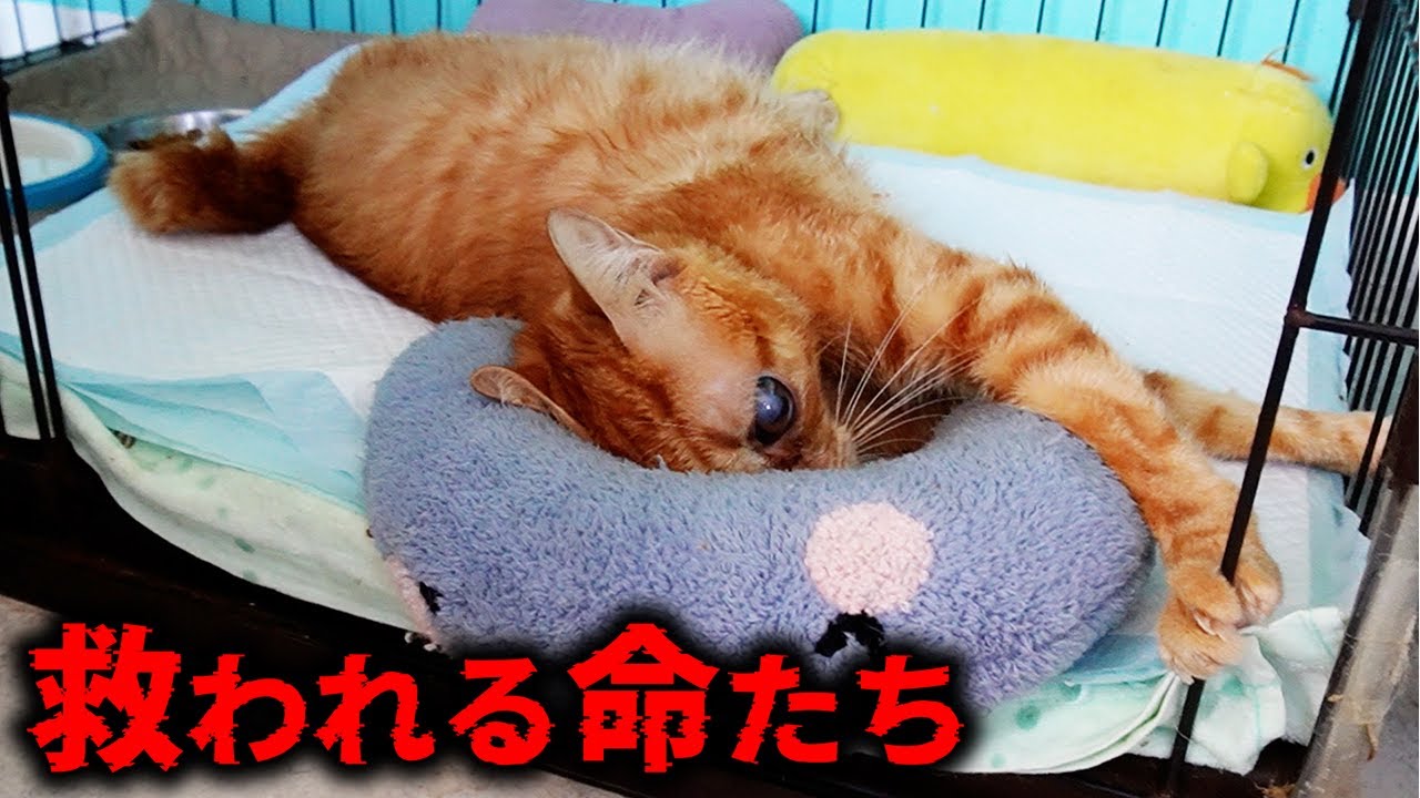 【支援希望】1棟90匹以上、3600万円ないと消える保護猫シェルターの実情