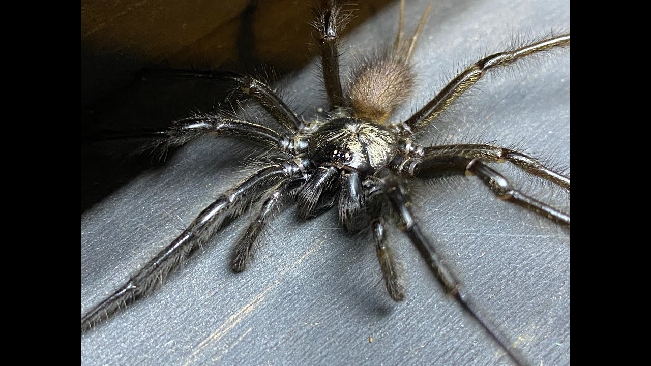 Macrothele phago, Funnel web pairing