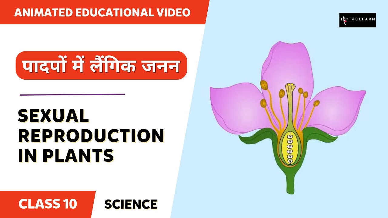 पादपों में लैंगिक जनन | नर व मादा | Sexual Reproduction in plants | Class 10 Board | TicTacLearn
