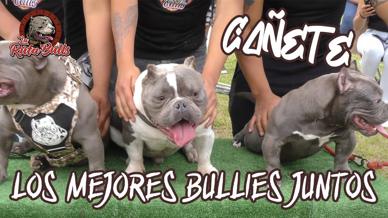 EVENTO AMERICAN BULLY EN Cañete, ASI COMIENZA NUESTRA RUTA