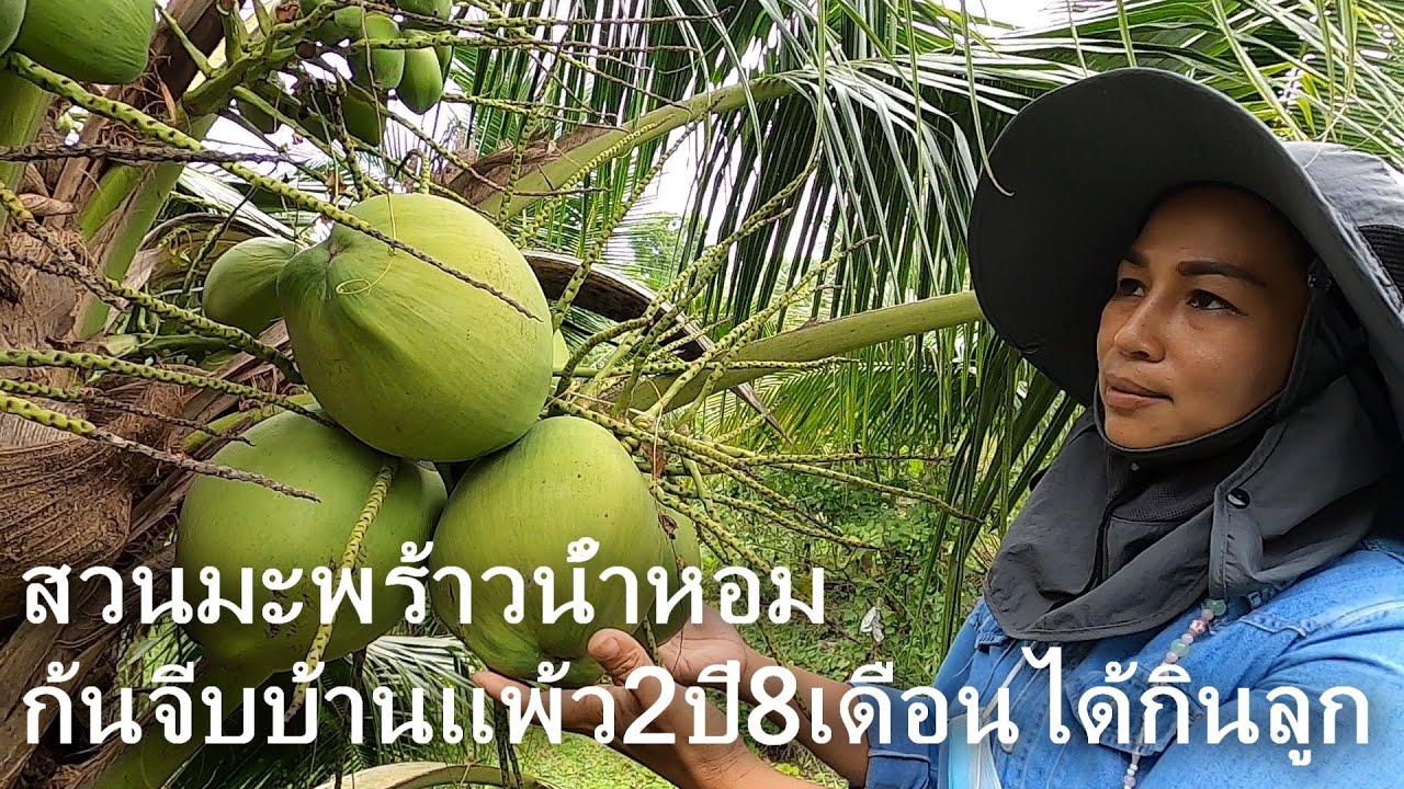 #สวนมะพร้าวน้ำหอมพันธุ์ก้นจีบบ้านแพ้ว2ปี8เดือนได้กินลูก ดูแลอย่างไร สวนณัฐธนัน