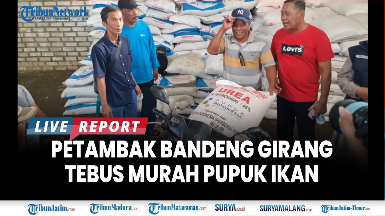 🔴 GRESIK DAPAT 9500 TON LEBIH Pupuk Subsidi, Petambak Bandeng  Tebus Murah Rp 90 Ribuan