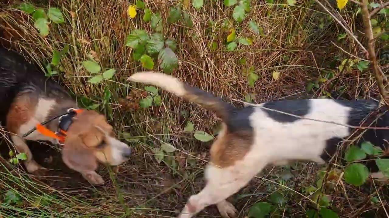 Chasse aux sangliers avec 54 beagles ! 3 Meutes de copains 2025 !!! 