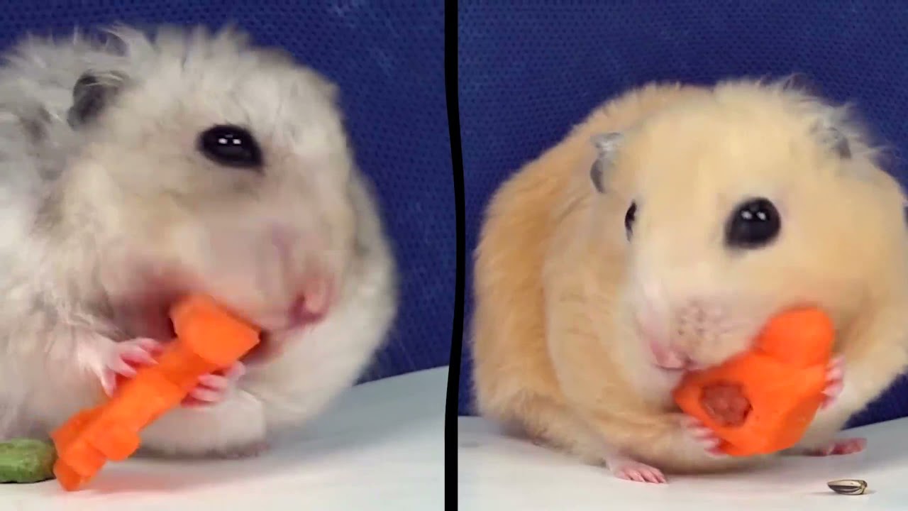 🐹 Hamster i&ccedil;in DEV peynirli burger labirenti | Ger&ccedil;ek hayatta evcil hayvan macerası