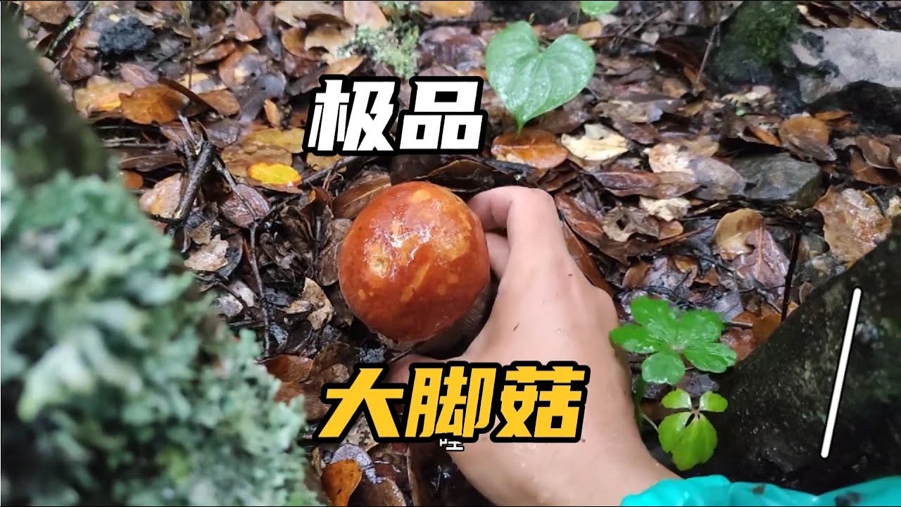下了一夜的大雨，云南小伙上山寻找野生菌，都是极品太漂亮了！