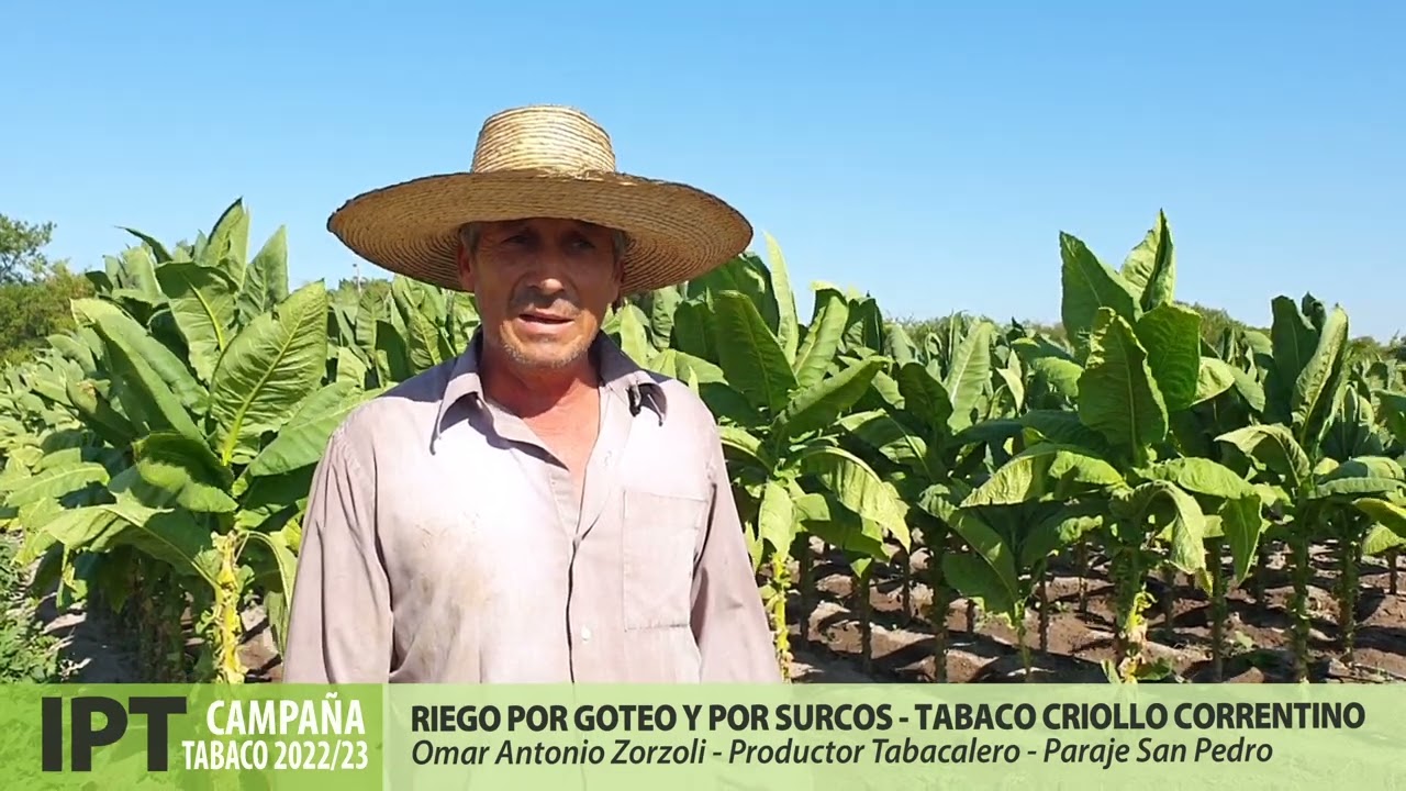 Tabaco Criollo - Sistema de Riego por Surcos