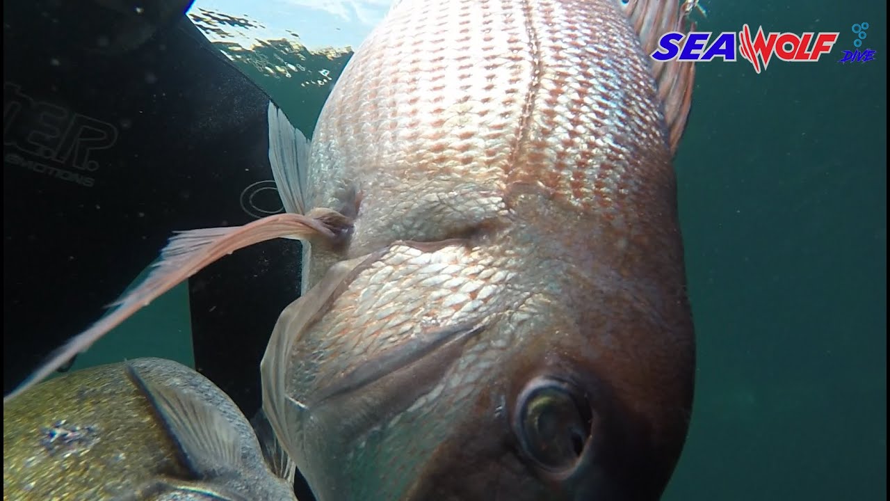 TAŞ ALTI FANGRİ MERCAN AVI ( MARMARA )