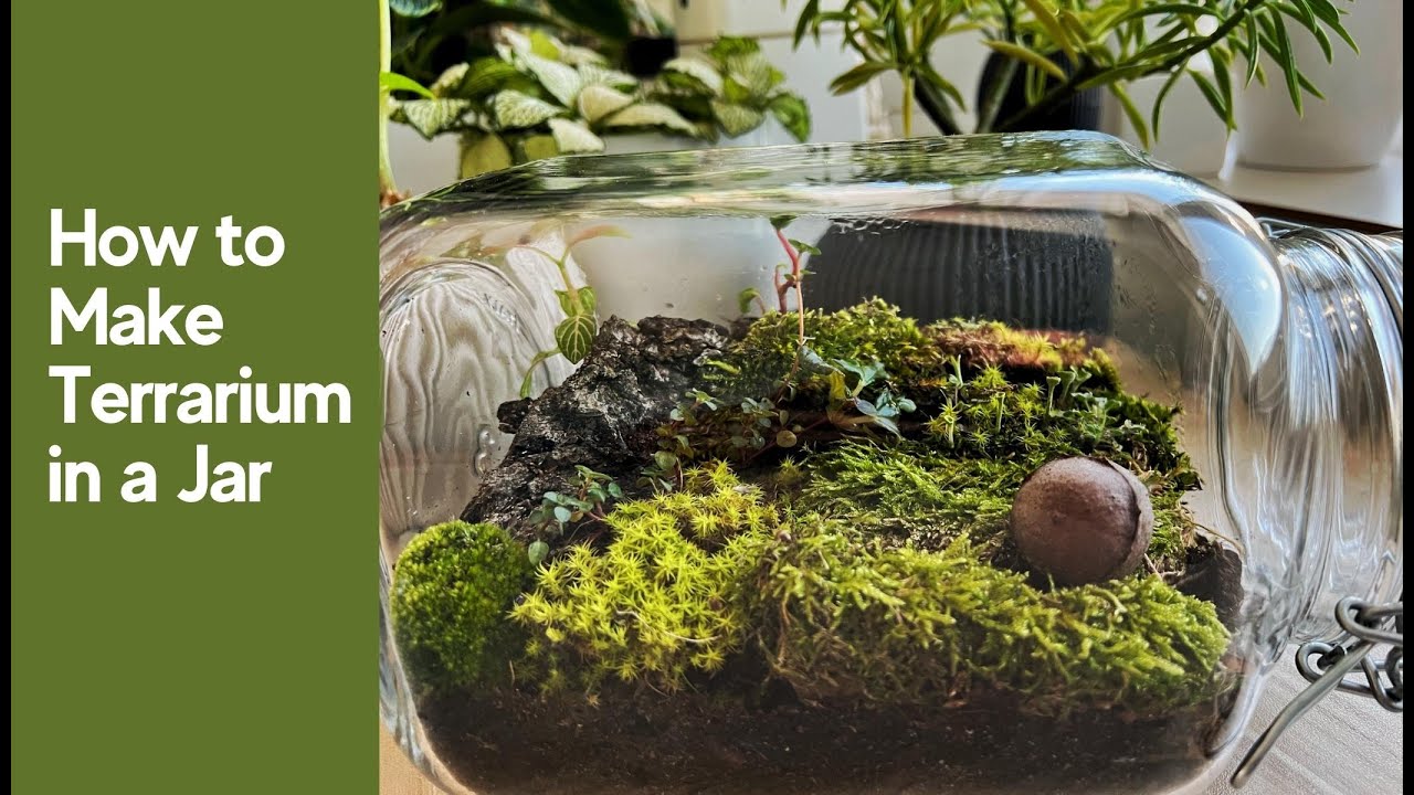 How to Make Closed Terrarium in a Glass Jar | Mini ecosystem