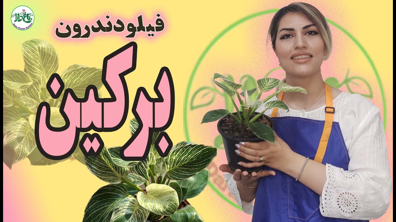 فیلودندرون | رفع مشکل نگهداری گل آپارتمانی فیلودندرون برکین