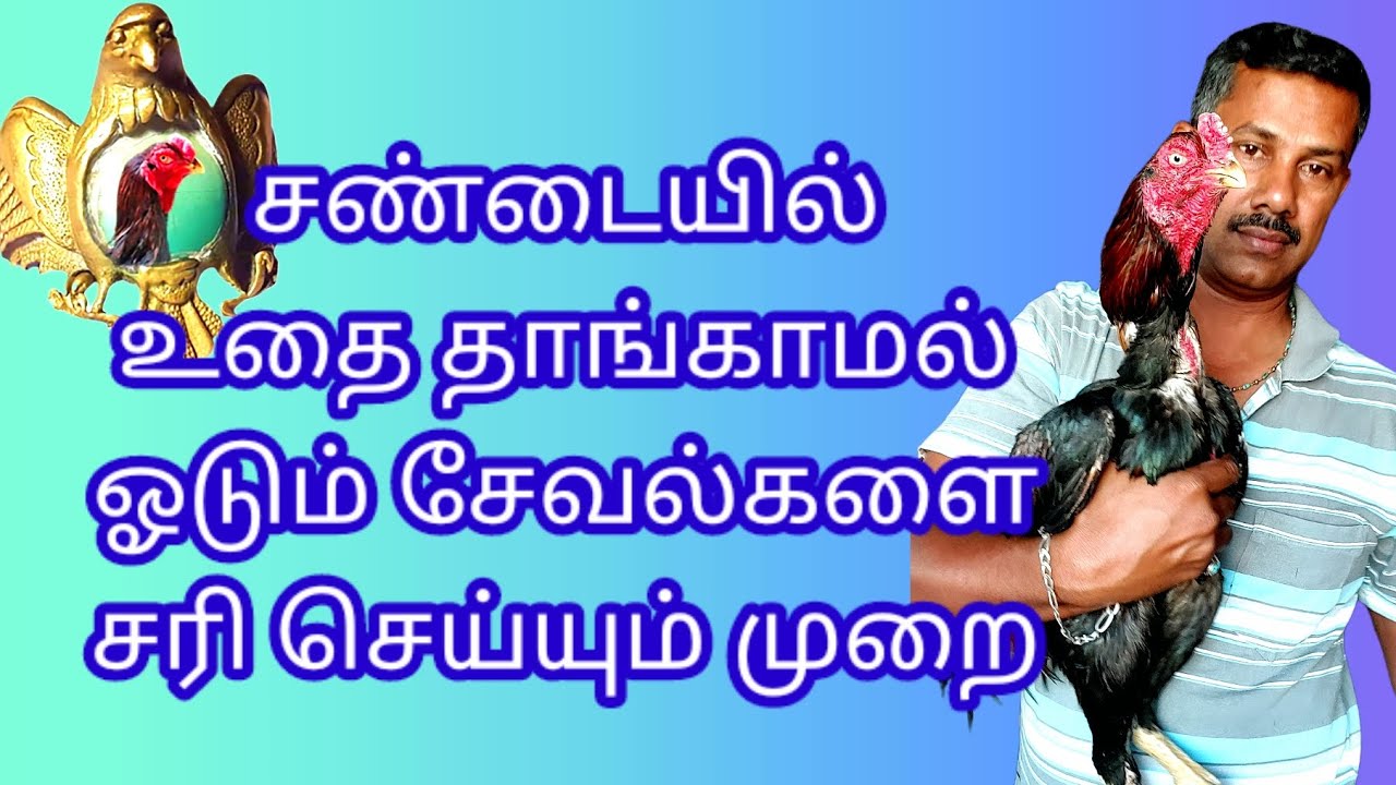 அடி உதை தாங்காமல் ஓடும் சேவல்களை சரி செய்யும் முறை