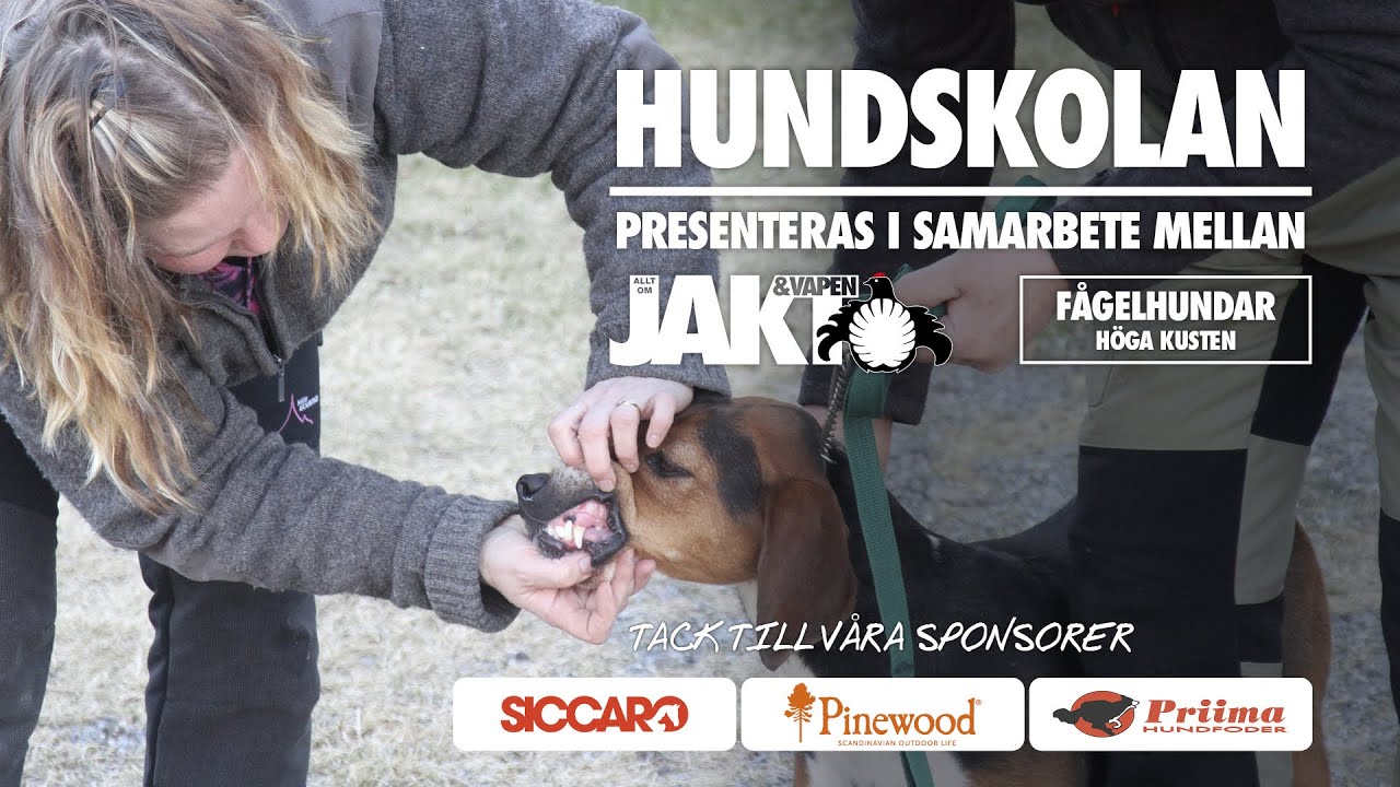Hundskolan: Ställa ut sin hund