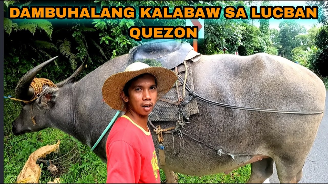 DAMBUHALANG KALABAW PANGALAWA SA PINAKAMALAKI SA LUCBAN QUEZON AYON SA MAY-ARI