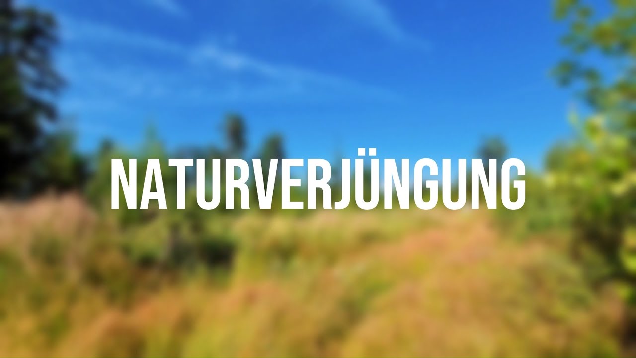 Naturverjüngung