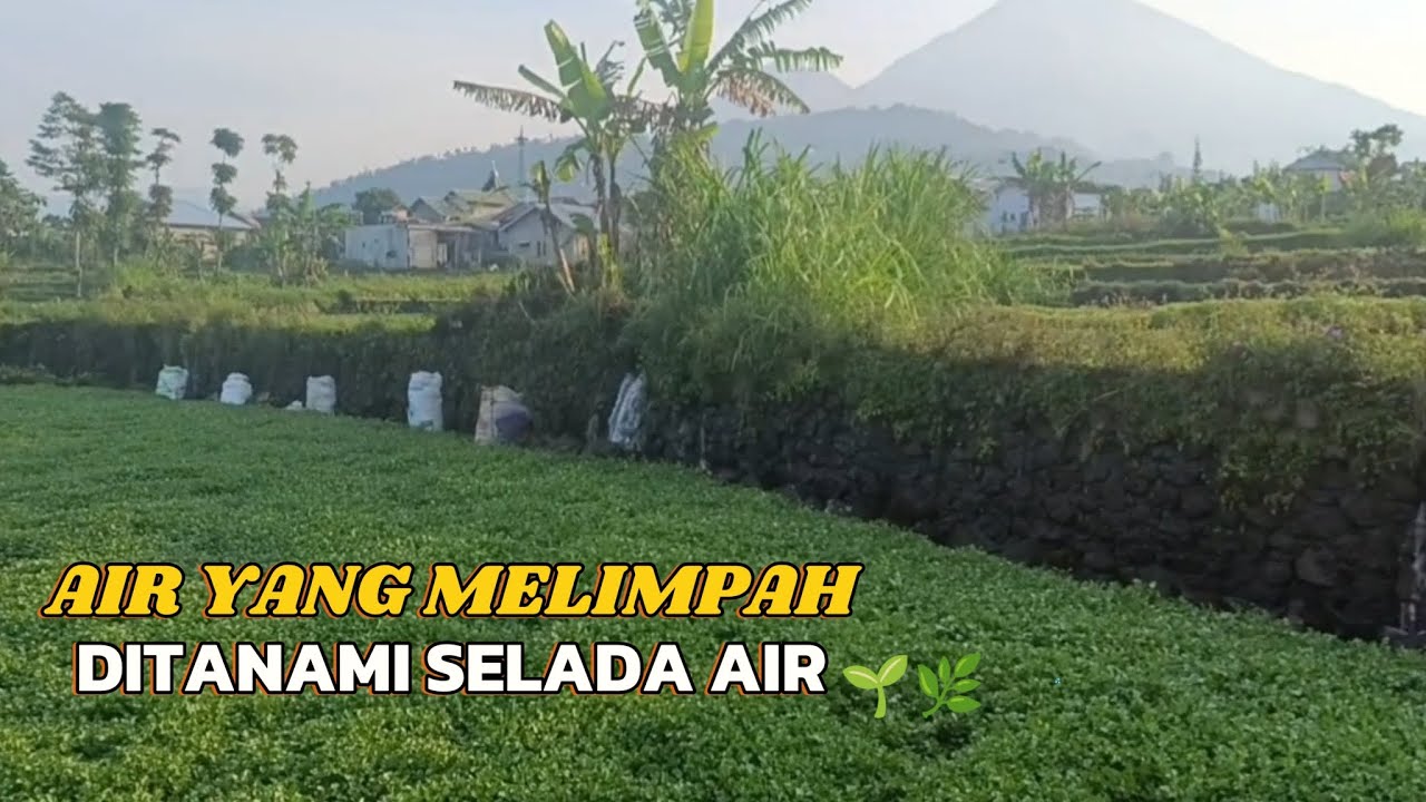 KAMPUNG MLANDI KERTEK DIKELILINGI AIR YANG SANGAT MELIMPAH💦☀