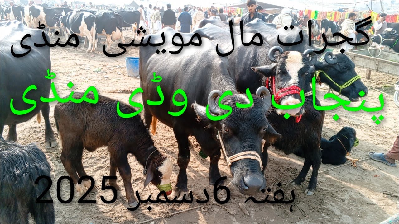 گجرات مال مویشی منڈی /ہفتہ 6دسمبر 2025/gujarat market //gujarat mmarket/Punjab Mandi /janwar/mandi/
