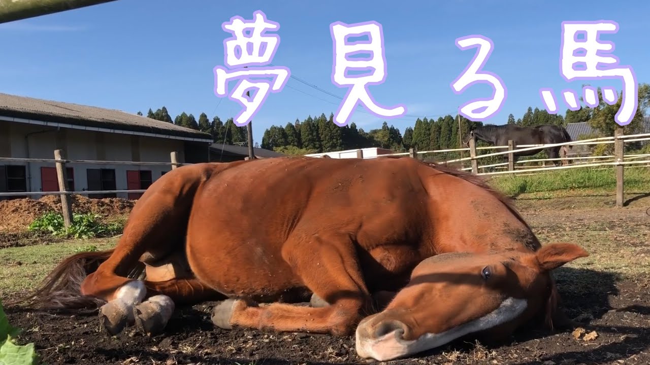 夢見る馬【心地良い日差しの中で】