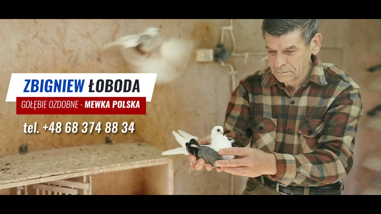 Gołebie ozdobne krótkodziób - Zbignew Łoboda - Mewka Polska - CAŁY FILM