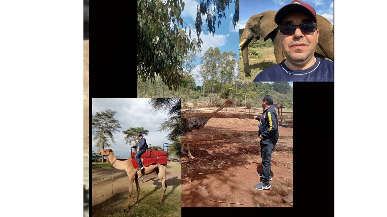 حذاري أسد في الطريق!