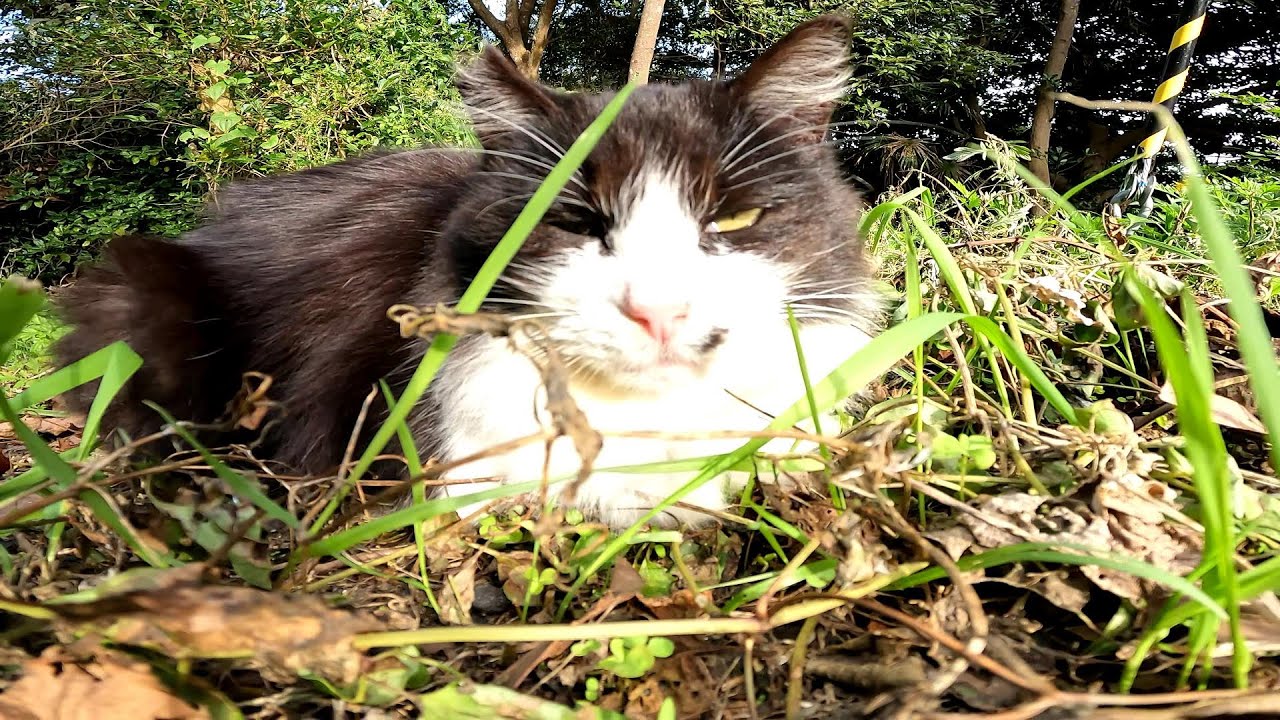 【田代島】【猫島】寒いと動かない野良猫