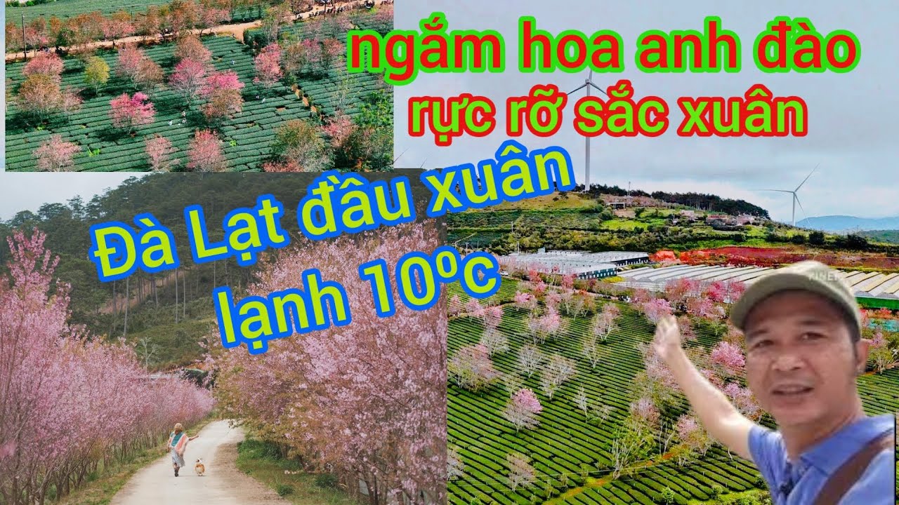 Trải nghiệm đà Lạt đầu xuân 2026, ngắm rừng hoa anh đào đang nở rộ #chomoiquetoi 