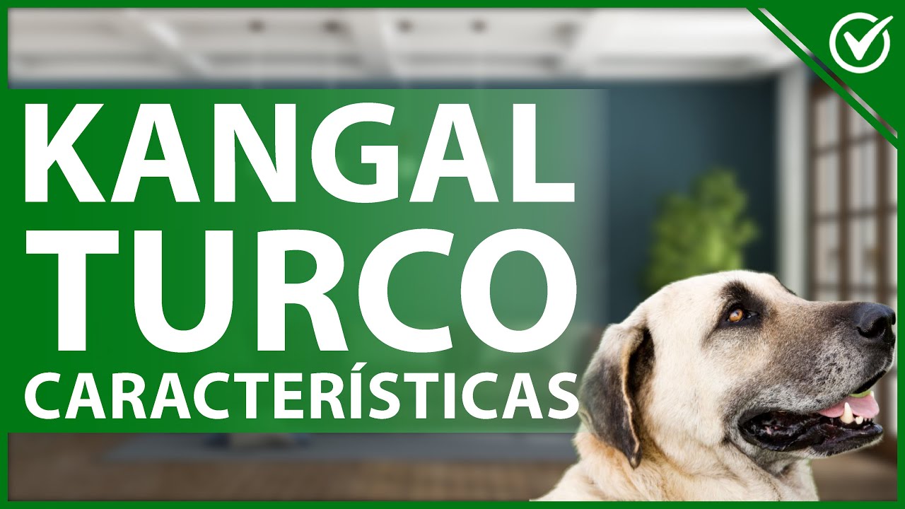 🐕 &iquest;C&oacute;mo son los perros raza KANGAL TURCO? - Caracter&iacute;sticas f&iacute;sicas y temperamento 🐾🐕