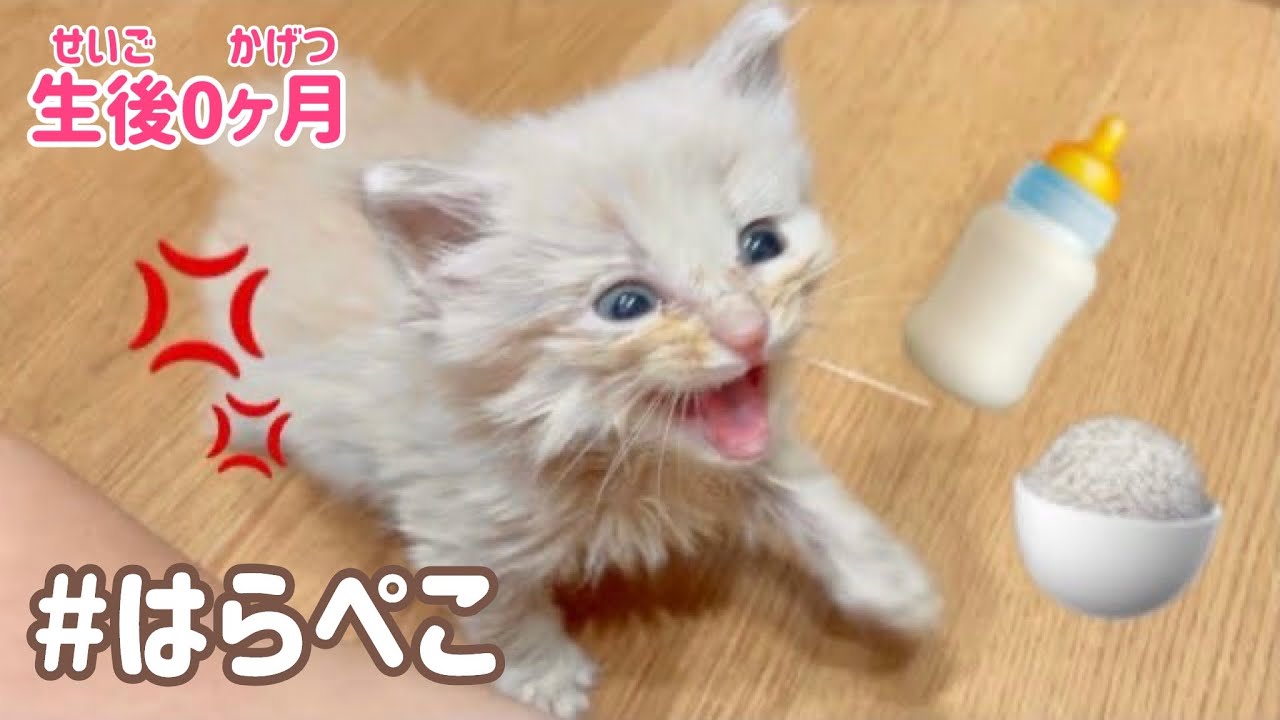ブチギレ空腹の子猫ちゃん。