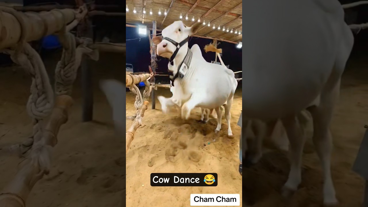 Cow Funny Dance 🤣 