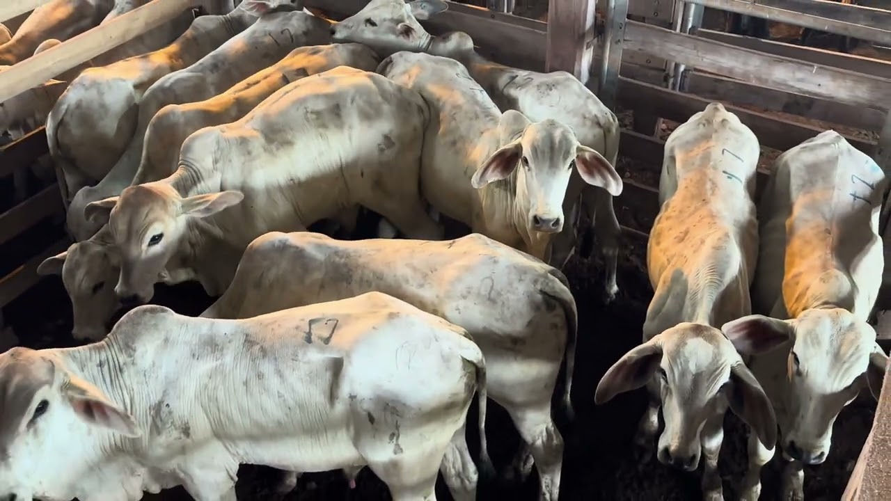 Mostra de animais do leilão de gado geral de Chopinzinho-PR (20/02/2026)