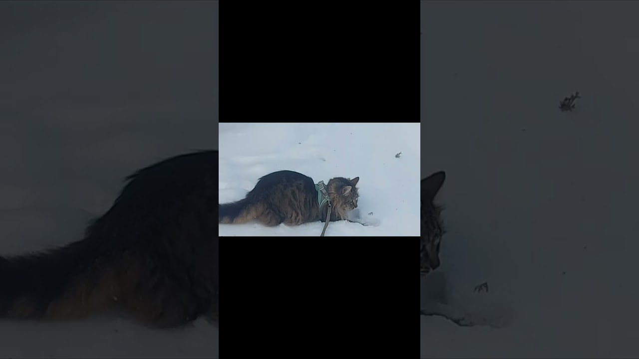 Котик