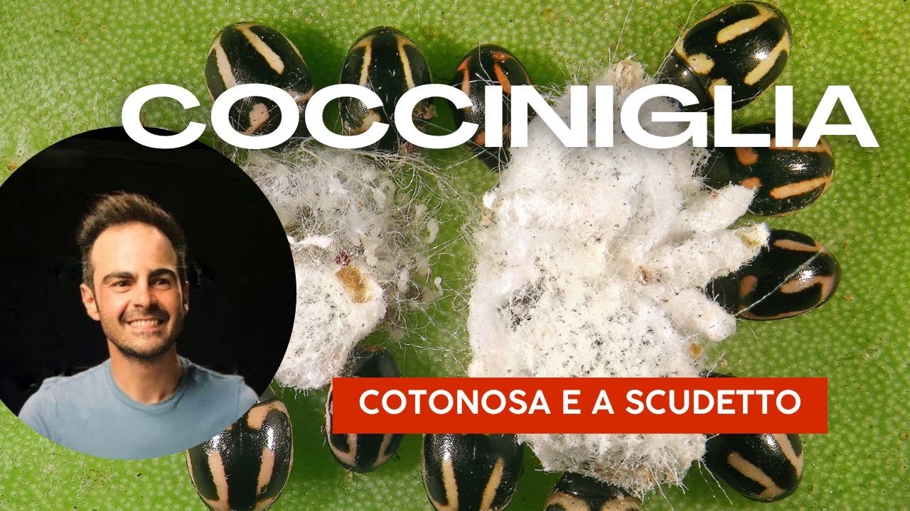 Cocciniglie? No grazie! Rimedi naturali efficaci per proteggere le tue piante da questi parassiti.