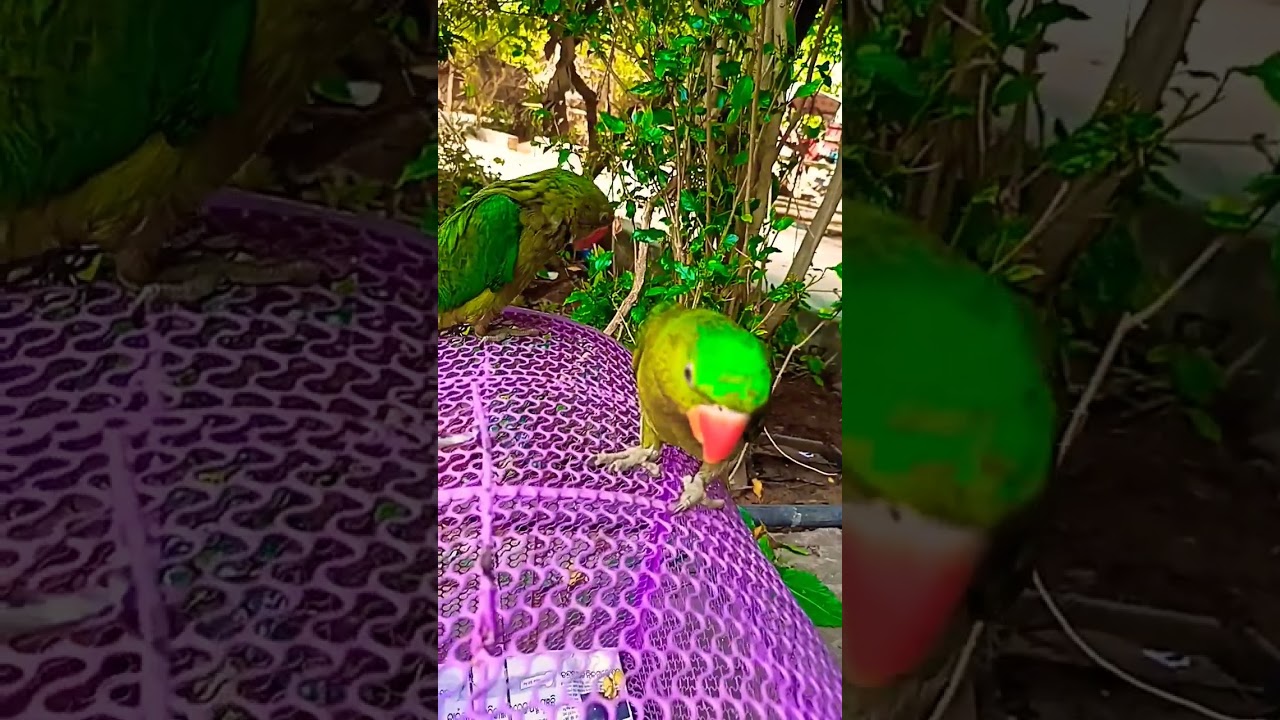 talking😘😘 parrot #sua#waitforend #viral #shorts