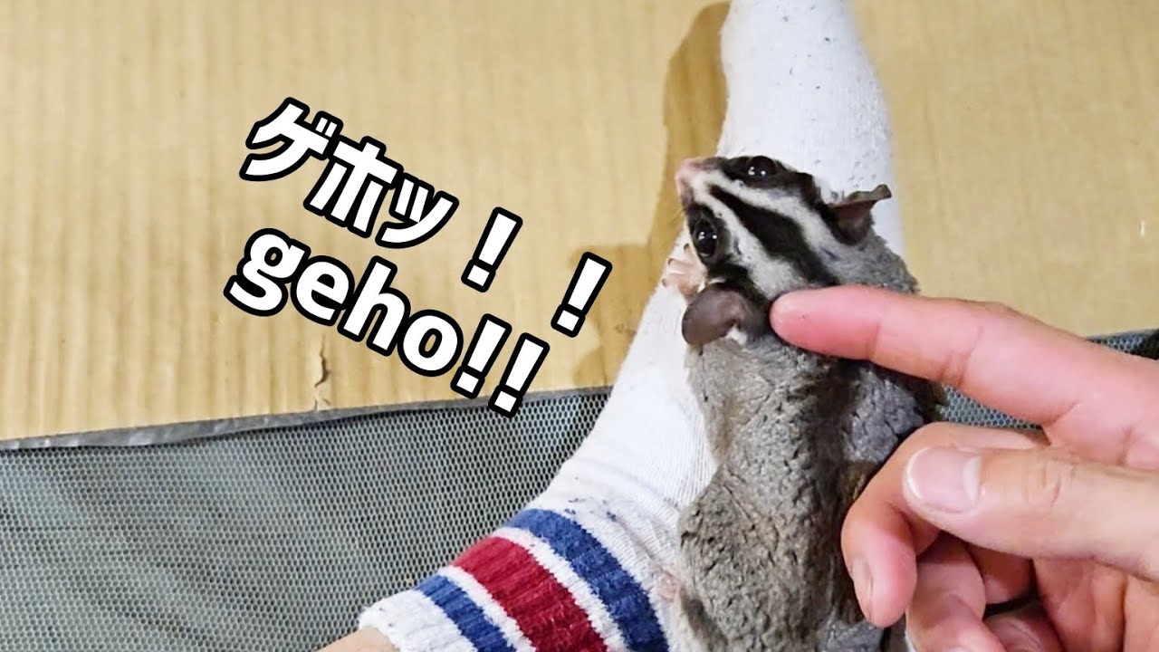 #64 パパの足が臭くてむせました😂　Daddy's feet smelled so bad Momosuke choked