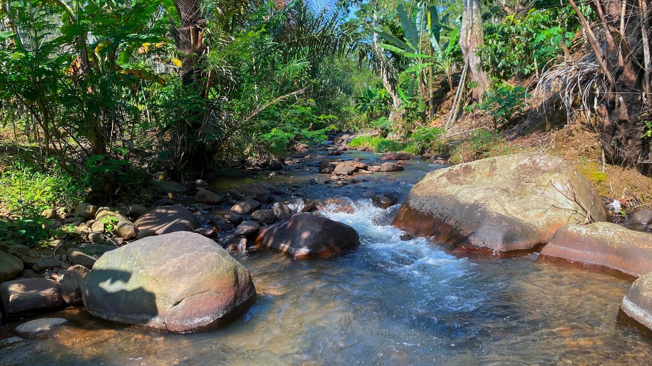 Overcome Fatigue & Sleep Immediately with Forest River Sounds and Gentle Ripples Views
