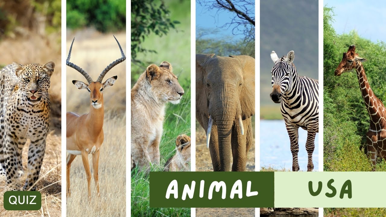 Ultimate USA Animals Quiz: Test Your Knowledge on America's Wildlife! #wildlife #nature #usa