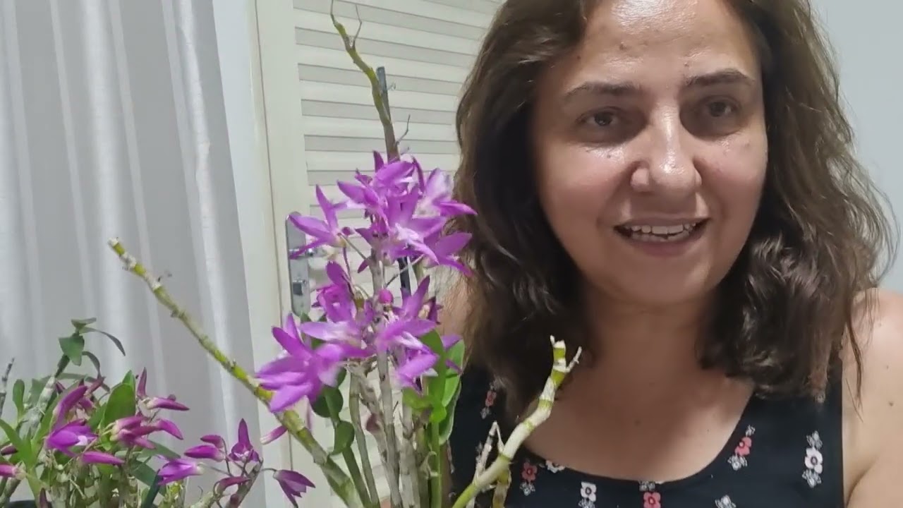As orquídeas  dendrobium stardust