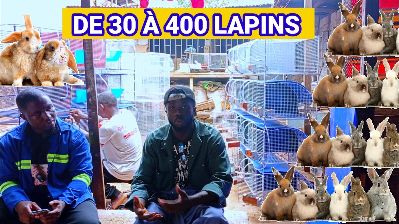 DE 30 LAPINS À 400 LAPINS ( COMMENT DÉBUTER ET RÉUSSIR L'ÉLEVAGE DES LAPINS)