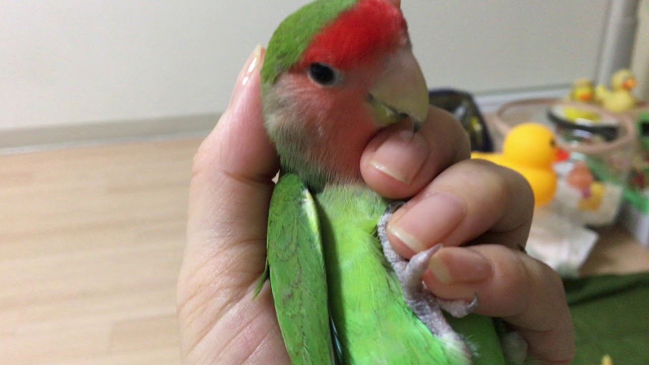 桃マトリックスで飛ぶ自由  小桜インコ　我が家の天使たち5羽