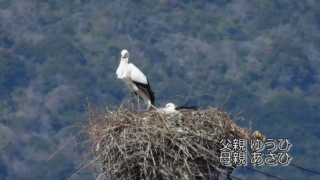 鳴門コウノトリ 2026/03/05 撮影 成長記録 徳島県鳴門市