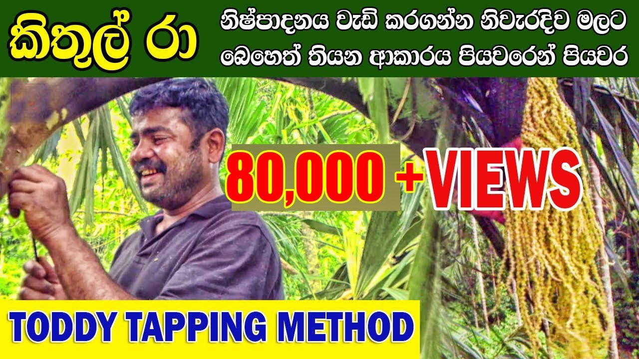 කිතුල් රා නිෂ්පදනය|Toddy Tapping Method part 1|kithul ra |kithul malata beheth thiyana hati |kithul