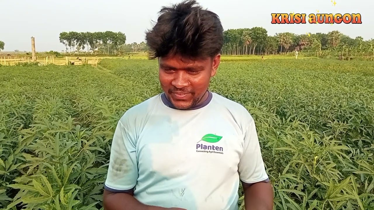 খাটো গাছ, ঘনঘন গিট, তাই ফলনও বেশি। এই জাতের ঢেঁড়সের ফলন দেখে কৃষক ও ডিলার সন্তুষ্ট।